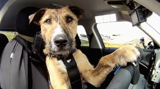 driving-dogs.jpg