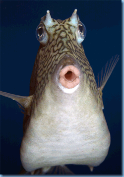 Funny_fish_Image.jpg