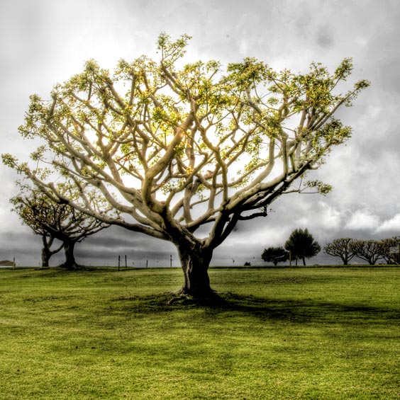 tree-hdr-photography.jpg