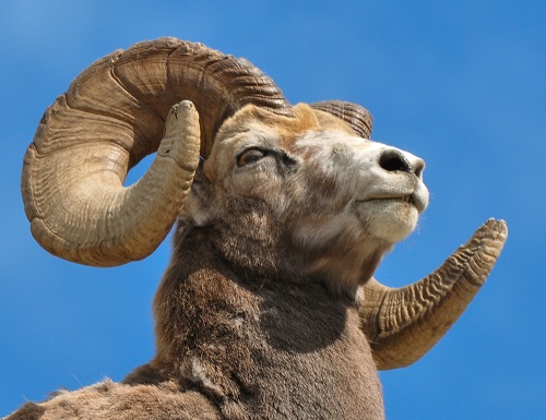 Bighorn-Ram-Animal.jpg