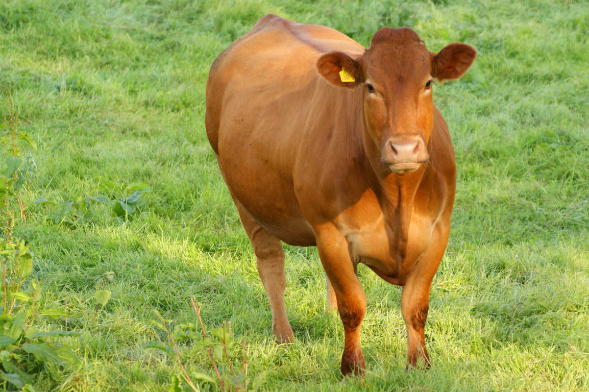cute-cow-05.jpg