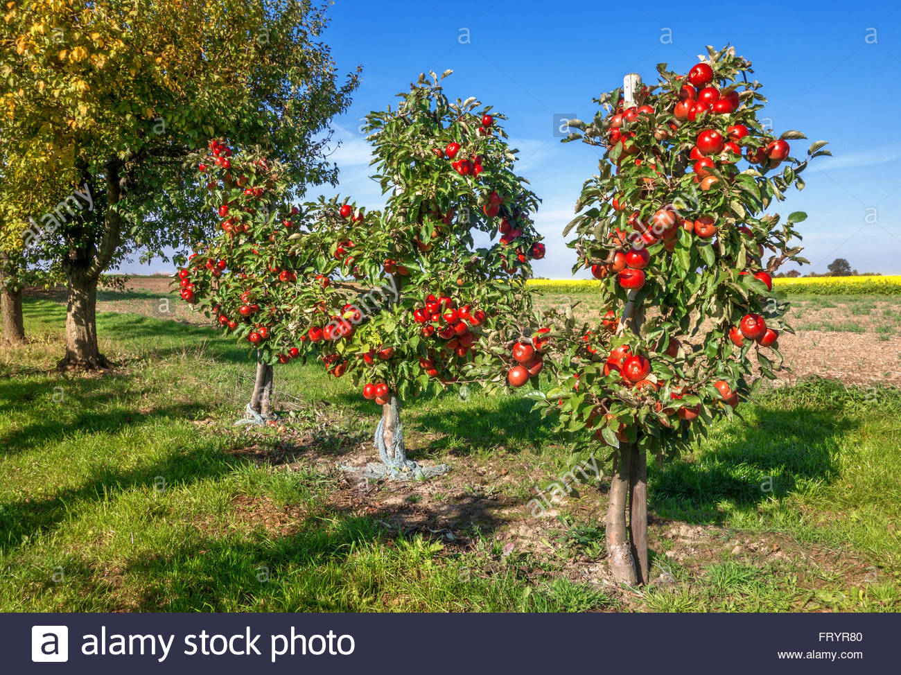 three-small-apple-trees-with-many-ripe-red-apples-in-an-orchard-next-FRYR80.jpg