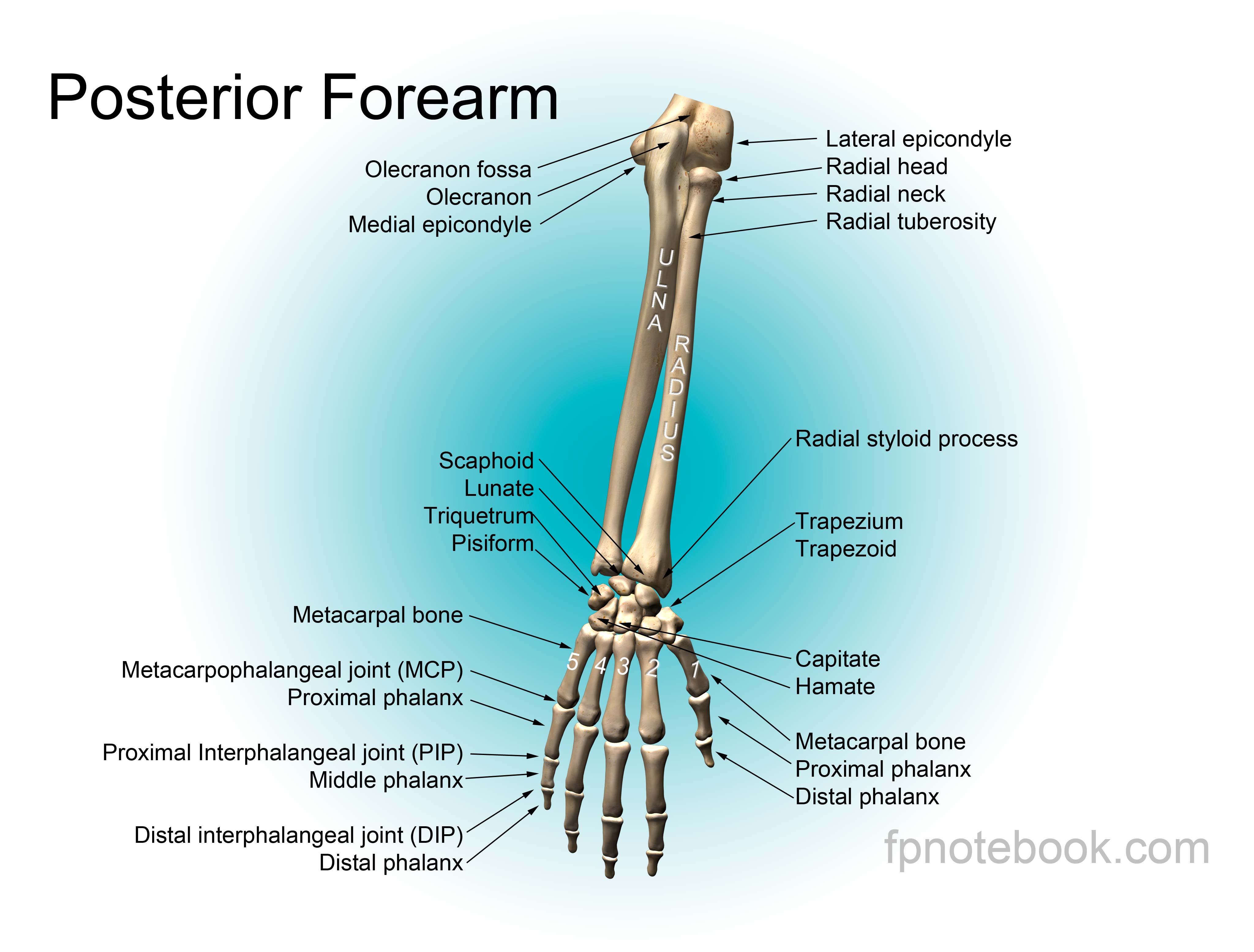 Предплечье на скелете. Скелет человека предплечье. Анатомия костей предплечья. Кости предплечья и кисти анатомия. Анатомия руки человека.