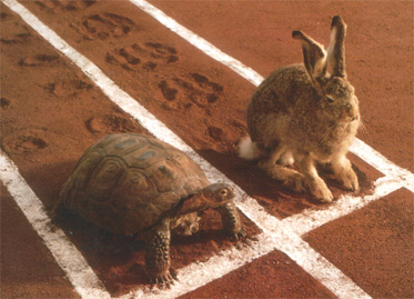 rabbit-vs-turtle.png