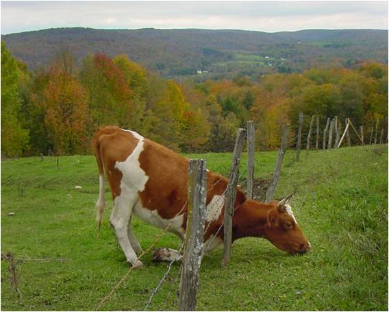 greener.jpg