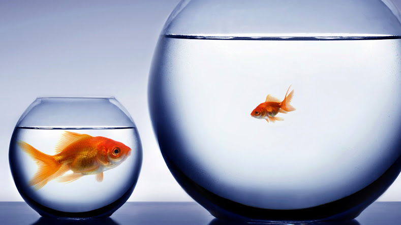 two-goldfish-in-bowls-of-water-big-fish-in-small-bowl-vice-versa.jpg