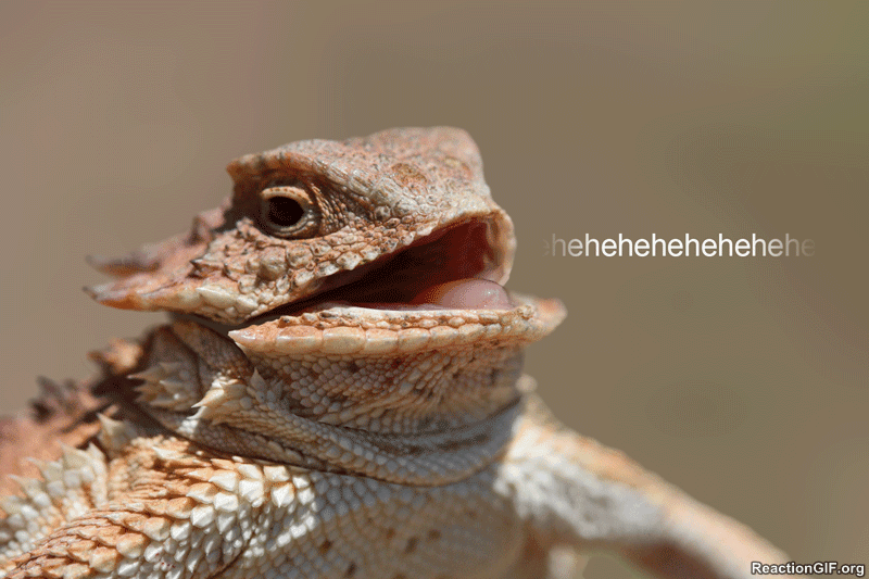 GIF-Smiling-Smile-Hehe-Haha-Huehue-LOL-Funny-Laugh-Laughing-Its-funny-Funny-Laugh-Funny-Laughing-GIF.gif